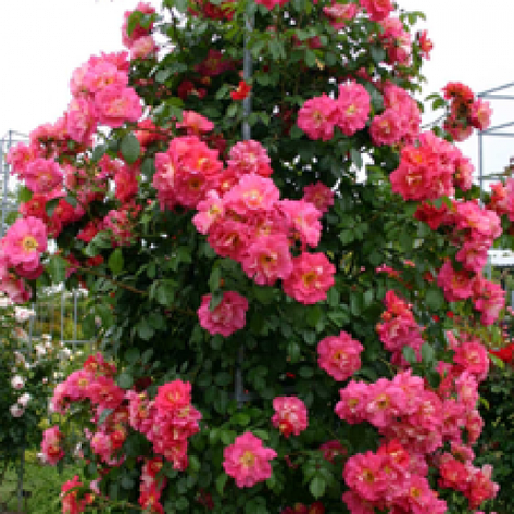 Троянда Бояцо, фото 2