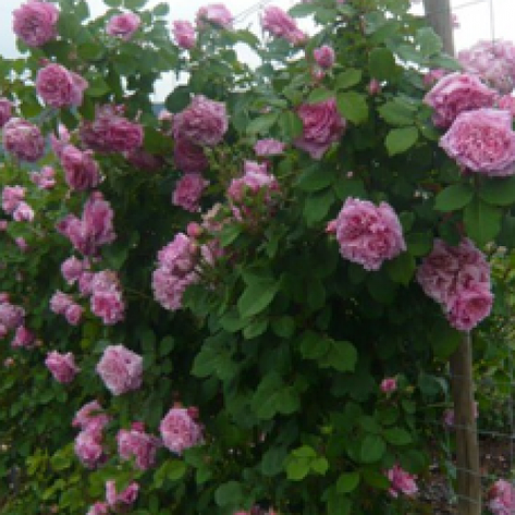 Троянда Б'єнвеню, фото 2