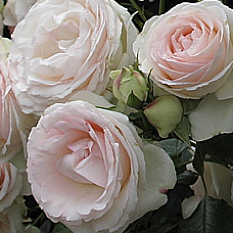 Троянда Палі Рояль, фото 2