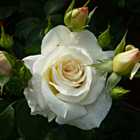 Троянди Шневальцер, фото 2