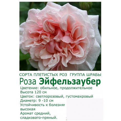 Троянда Ейфельзаубер, фото 2