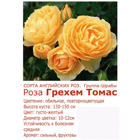 Трояндагрієм Томас, фото 2