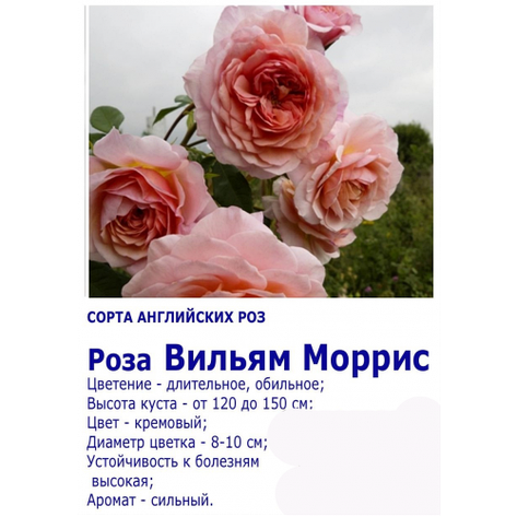 Троянда Вільям Морріс, фото 2