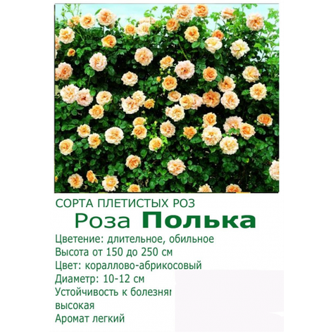 Роза Полька, фото 2