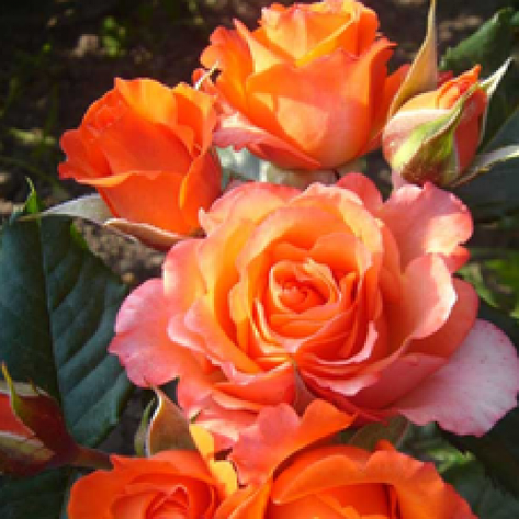 Троянда Верано, фото 2