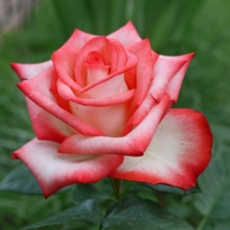 Троянда Блаш, фото 2