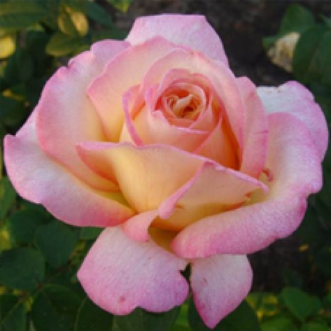Троянда Конфіданс, фото 2