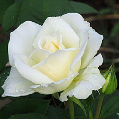 Троянда Маунт Шаста