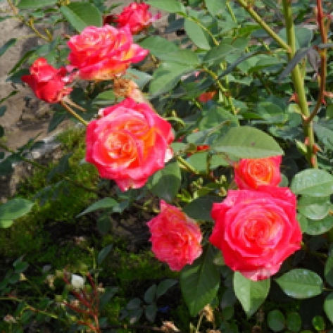 Троянда Утопія, фото 2