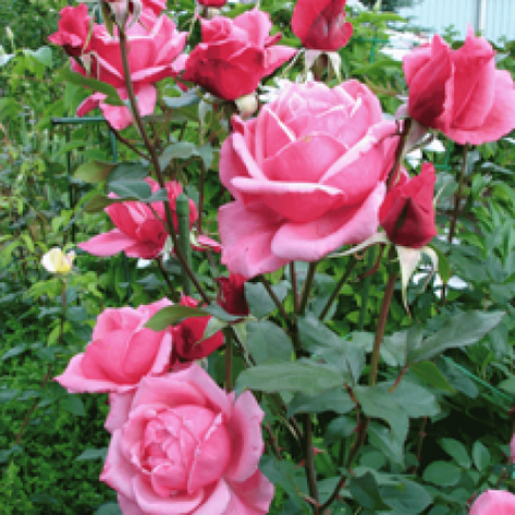 Троянда Ейфель Тауер, фото 2