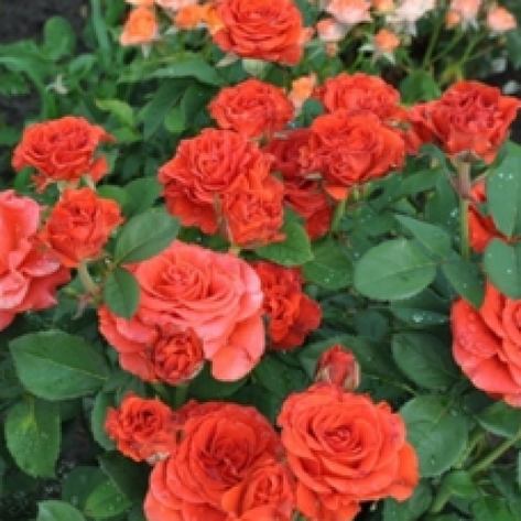 Троянда Ель Торо, фото 2