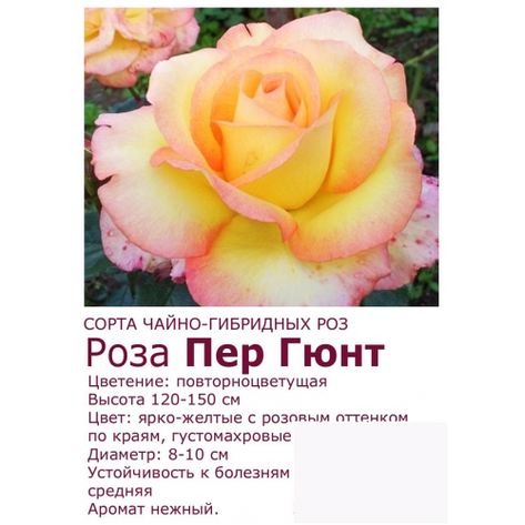 Троянда Пер Гюнт, фото 2