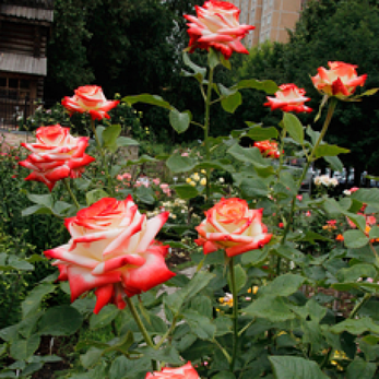 Троянда Імператриця Фарах, фото 2