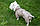 Комбінезон для собаки зимовий Мімоза, фото 4