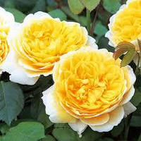 Шарлотта, фото 4