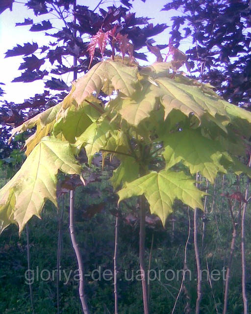 Клен гостролистий золотолистий  (Acer platanoides "Golden")