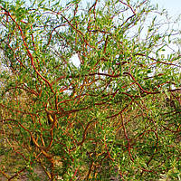 Саженцы Ива Вавилонская (Извилистая Тортуоза, Salix babylonica Tortuosa, Salix matsudana T)