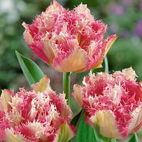 Цибулини тюльпанів Cool Crystal (махр+бахр)