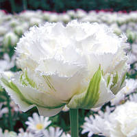 Тюльпан Crystal Snow (махровий+оторочений) цибулина (1 шт.)