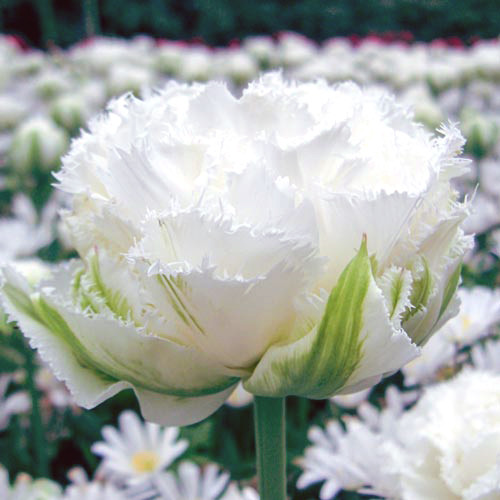 Цибулини тюльпанів Snow Crysta (махр+бахр), фото 1