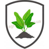 Насіння щавлю