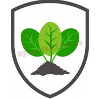 Насіння шпинату