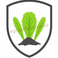 Насіння салату