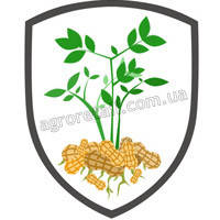 Насіння арахісу