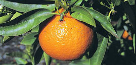 Мандарин Карвальхайз (Carvalhais) 25-30 см. Кімнатний