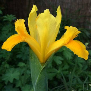 Ірис голандський (Ксифіум) Royal Yellow (Ройял Єллоу) 3 цибулини, фото 1