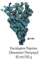 Эвкалипт Populus, стабилизированный серый/бордо