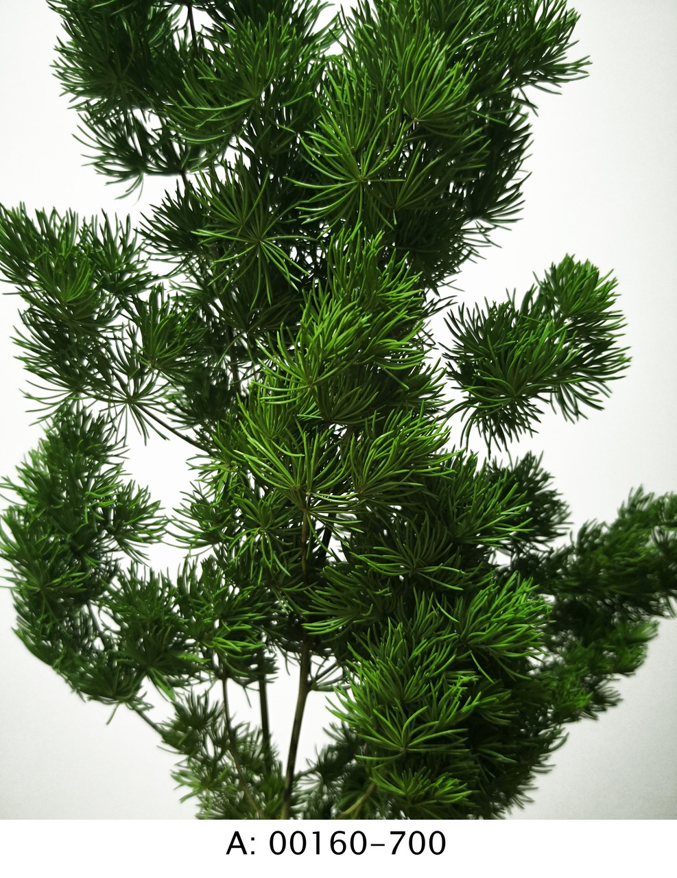 Стабилизированный аспарагус: продажа, цена в Киеве. Стабилизированные ...