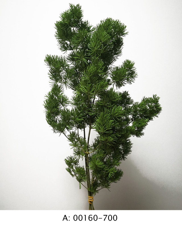 Стабилизированный аспарагус: продажа, цена в Киеве. Стабилизированные ...