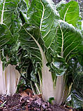 Насіння, МАНГОЛЬД БІЛИЙ / SWISS CHARD BARESE (паковання 50 грамів) ТМ Hortus Італія, фото 2