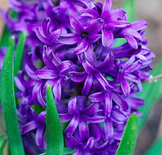 Гіацинт Peter Stuyvesant (Пітер Стивесант) 1 цибулина (калібр 14/15 - великий)