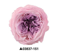 Стабилизированные розы "Blossom" 151