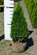 Туя західна "Смарагд" Thuja occidentalis'Smaragd" ком 35 Висота h 80-100