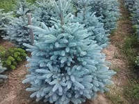 Ель колючая Kaibab (голубая) Picea pungens Kaibab Ком см55 Высота h 160-180