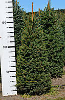 Ель колючая Kaibab (зеленая) Picea pungens Kaibab Ком см45 Высота h 120 - 140 750