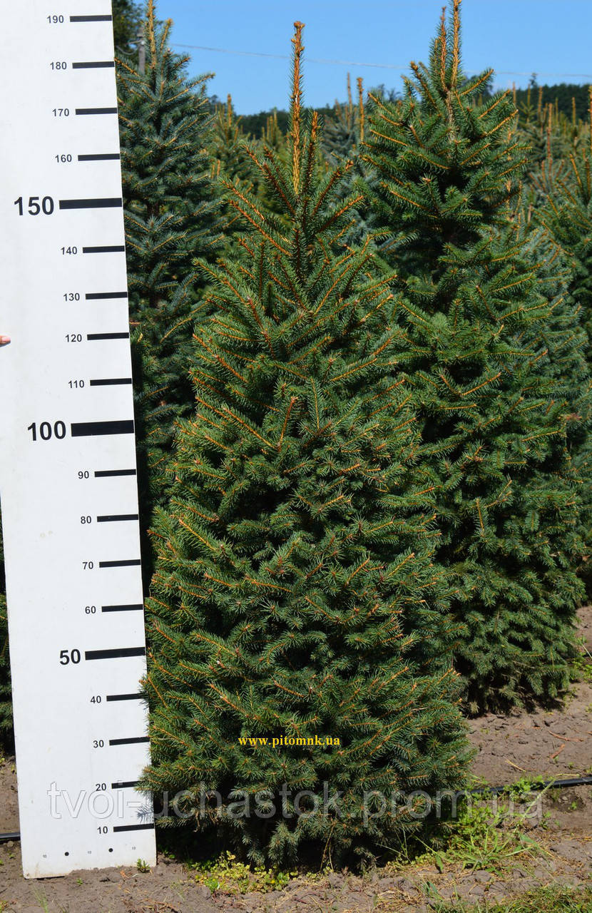 Ель колючая Kaibab (зеленая) Picea pungens Kaibab Ком см45 Высота h 120 ...