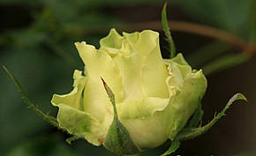 Роза Грін Романтика (Green Romantica) Ч/Г, фото 2