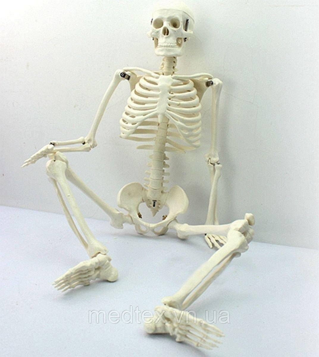 Модель человеческого скелета Enovo 85см - фото 2 - id-p772006632
