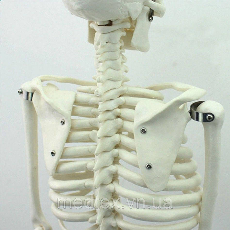 Модель человеческого скелета Enovo 85см - фото 4 - id-p772006632