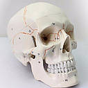 Модель людського черепа Neuvo 01W3 Співвідношення 1:1, фото 2