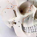 Модель людського черепа Neuvo 01W3 Співвідношення 1:1, фото 5