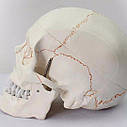 Модель людського черепа Neuvo 01W3 Співвідношення 1:1, фото 9
