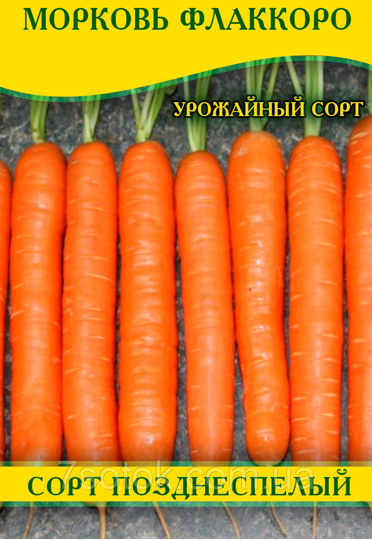 Насіння моркви Флаккоро, 1кг