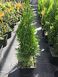 Туя західна Смарагд (Thuja occidentalis Smaragd) h - 30-50 см в горщику  С3 л, фото 3