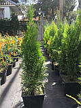 Туя західна Смарагд (Thuja occidentalis Smaragd) h - 30-50 см в горщику  С3 л, фото 3