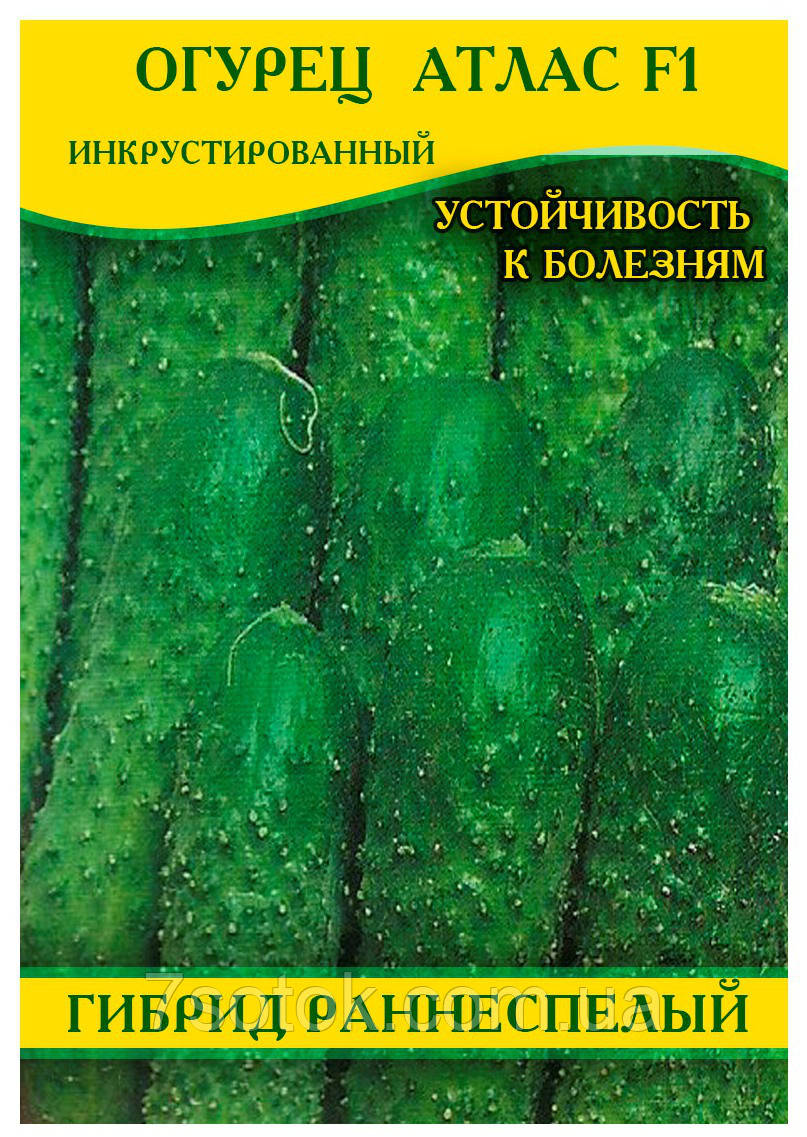 Насіння огірка Атлас F1, 100г